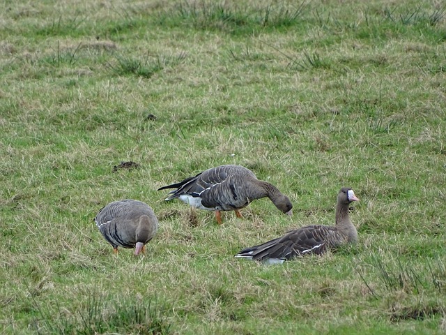 在争夺英超 在争夺英超